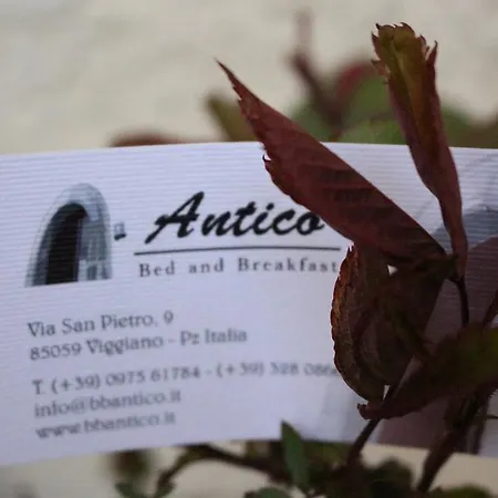 Antico * فيدجيانو